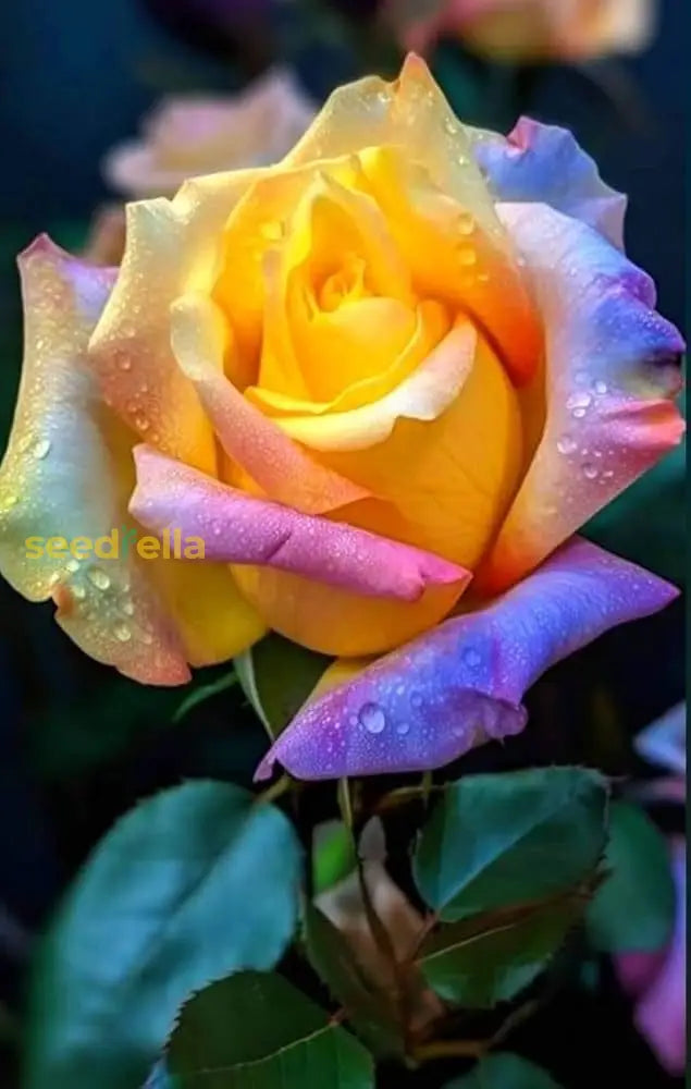 Tyrant Gold Rose flowers blooming in garden