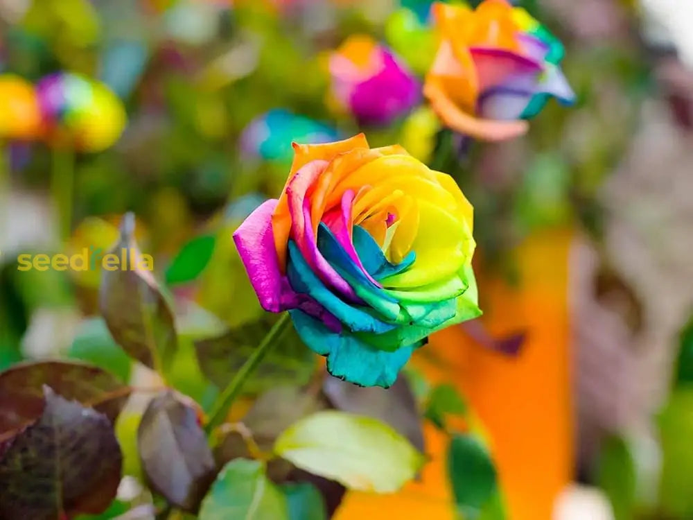 Non GMO Tyrant Gold Rose flower seeds