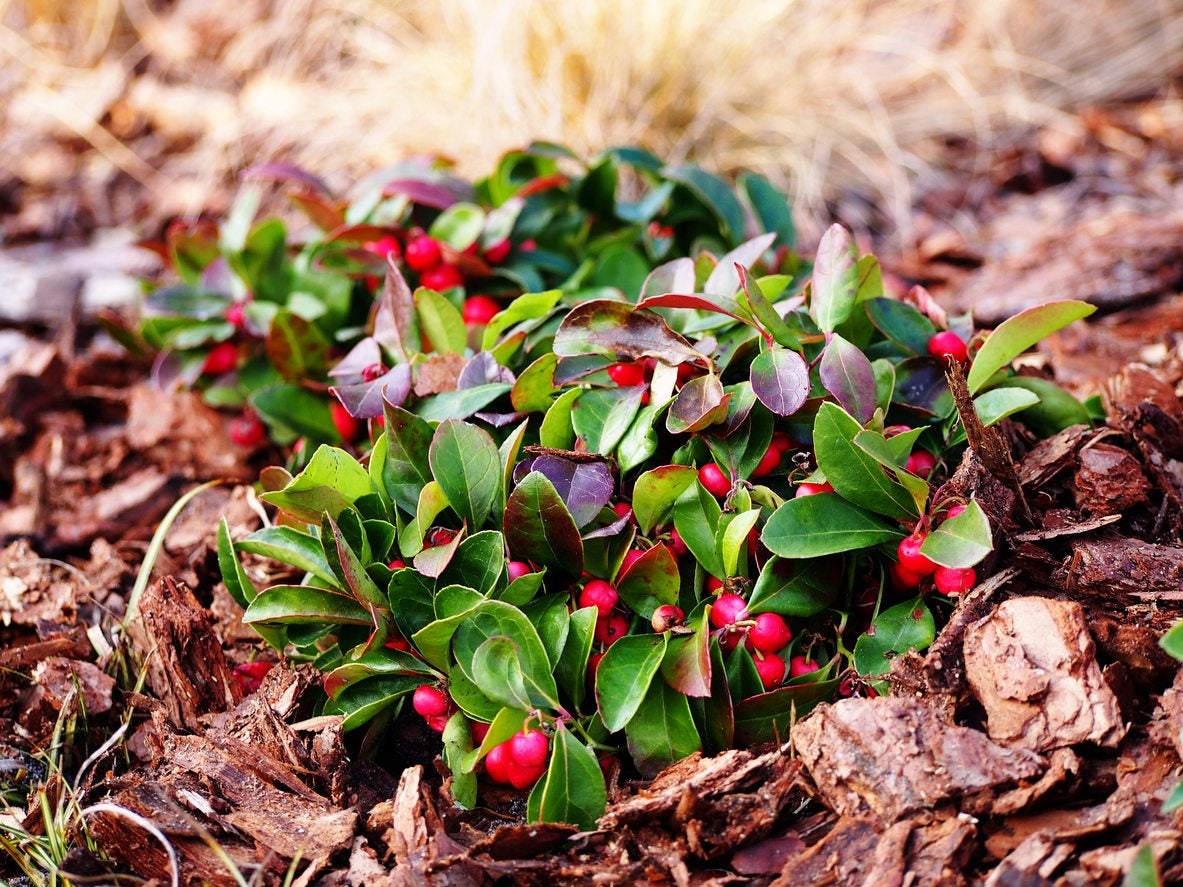 Wintergreen Planting Flower Seeds For Lush Evergreen Groundcover - Seed Beautiful And Resilient