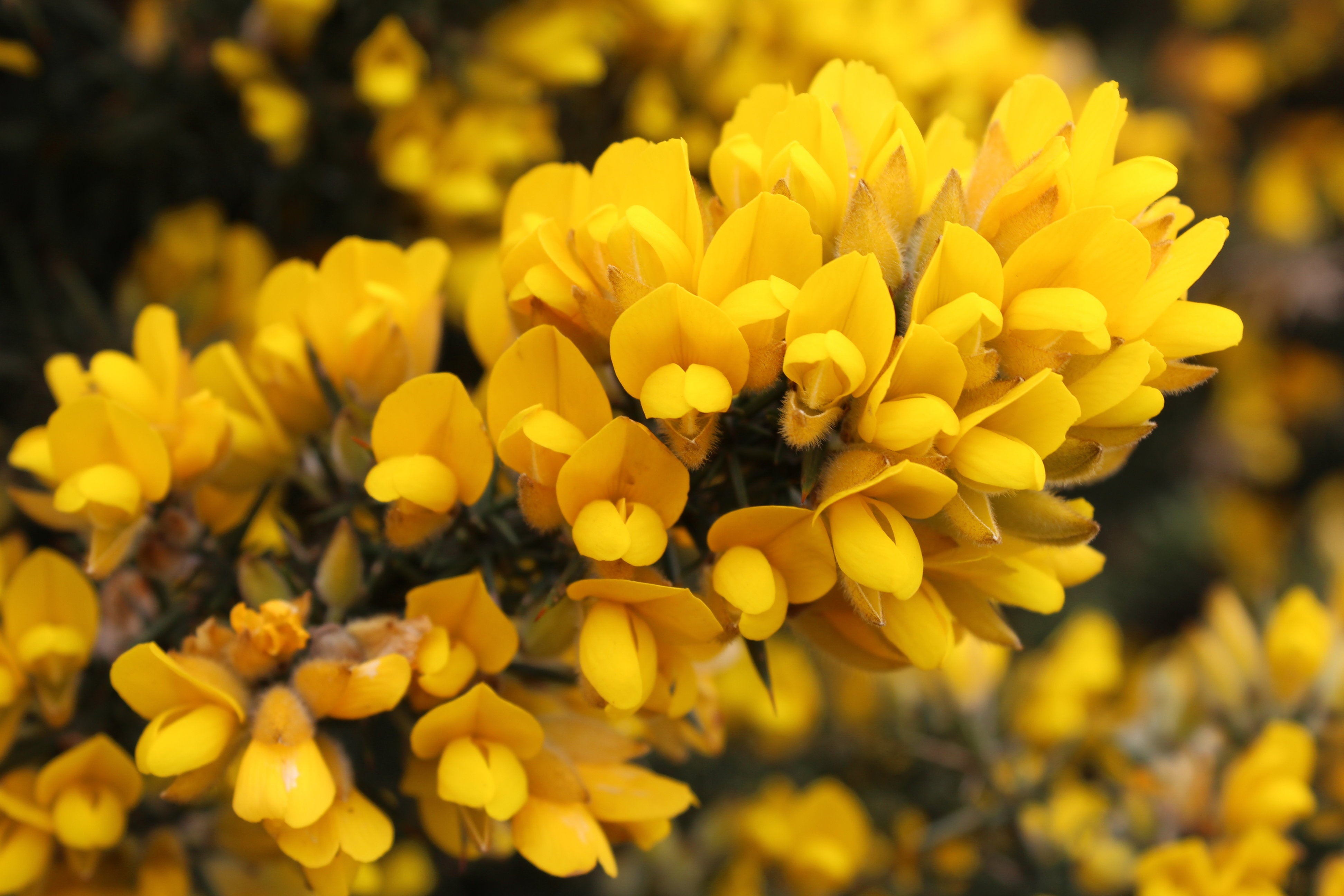 Graines de fleurs d'ajonc Ulex Europaeus à planter Graines de plantes vivaces robustes pour des fleurs jaunes éclatantes