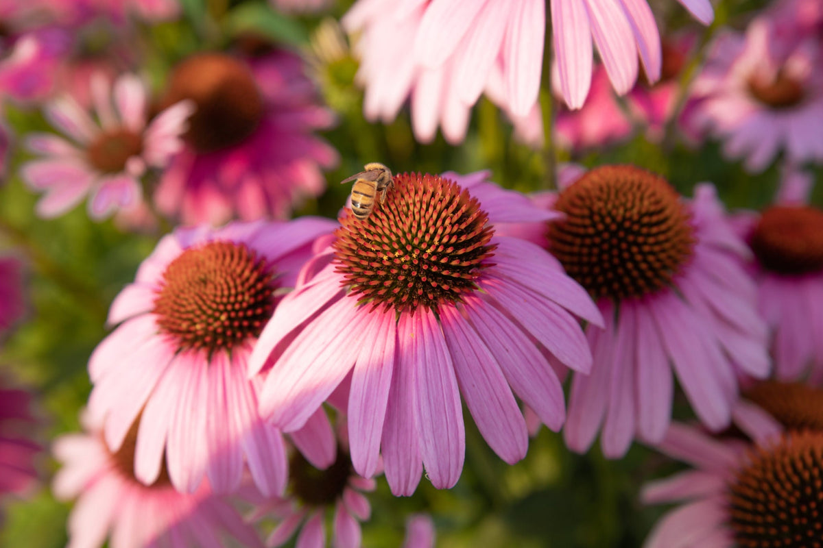 Purple (Purple Echinacea) seeds for planting in home garden