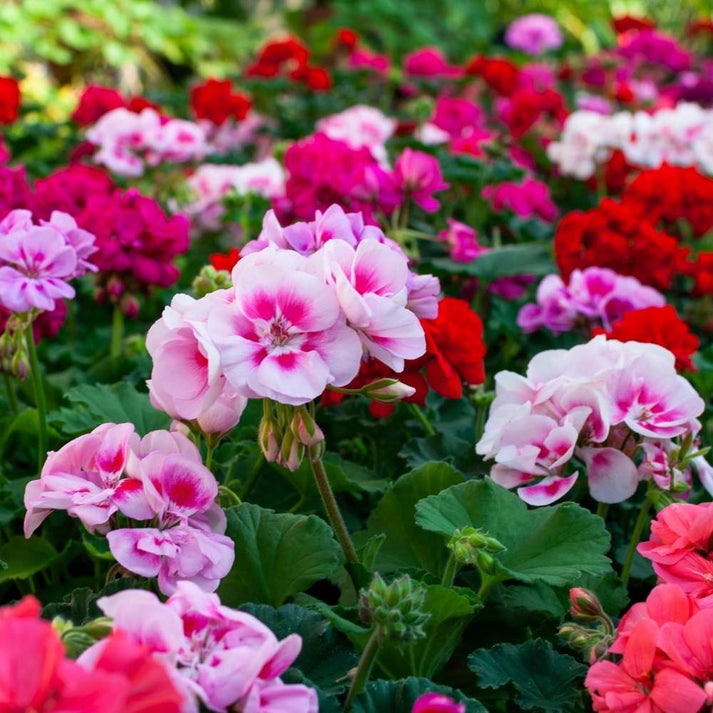 Pelargonium Flower seeds for Planting Colorful Display Heirloom & GMO Free Seeds for Home Garden 
 
 Sale for planting in home garden