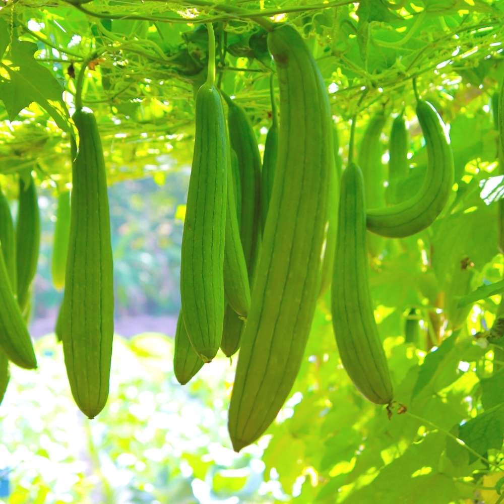 Green Brown Luffa Esmeralda Seeds For Easy Planting