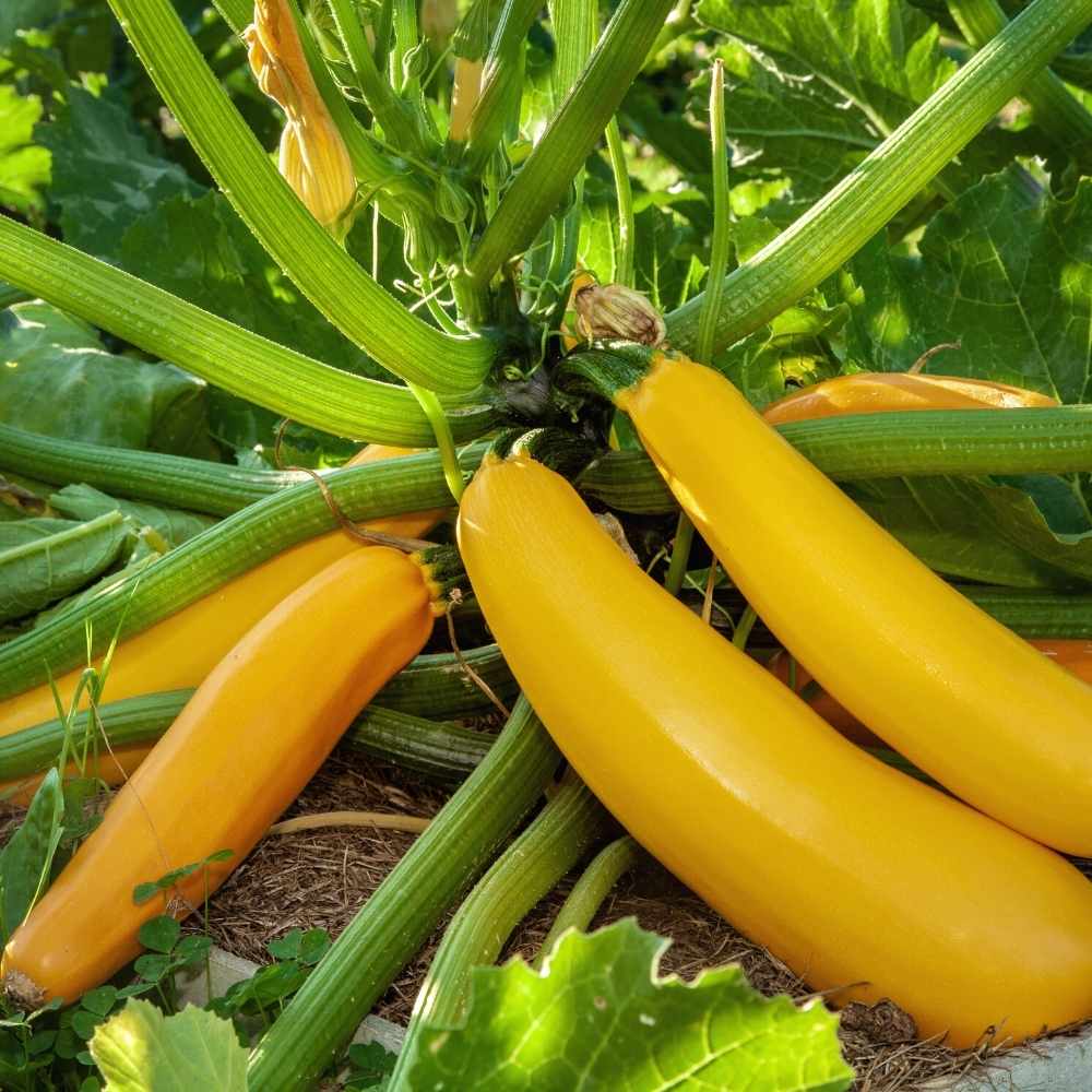 Yellow Vegetable seeds for bright, nutrient-packed veggies