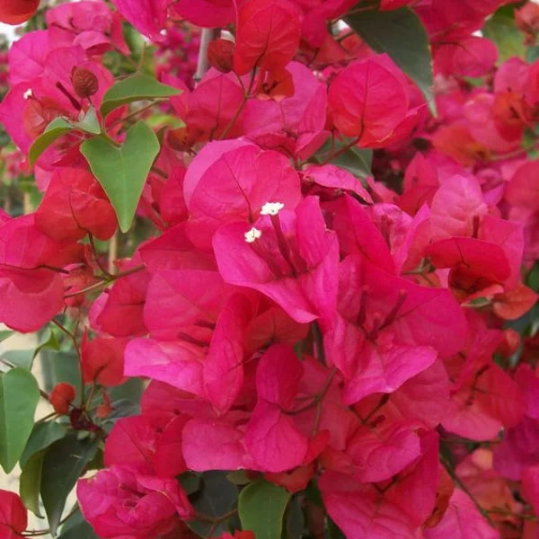 Pink Bougainvillea Flower seeds for Planting - Sun Loving, Heirloom & GMO Free Seeds for Home Garden
 
 Sale seeds for home garden