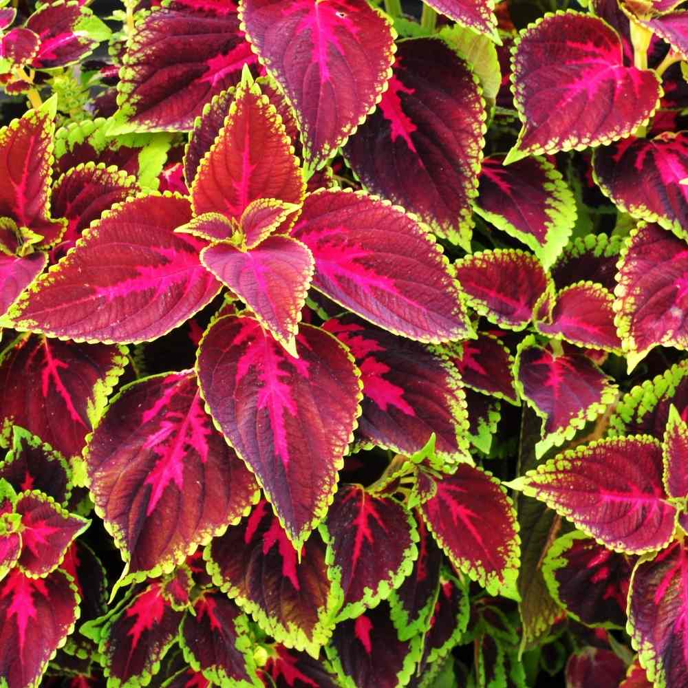 Vibrant Coleus Plant Seeds For Thriving Gardens