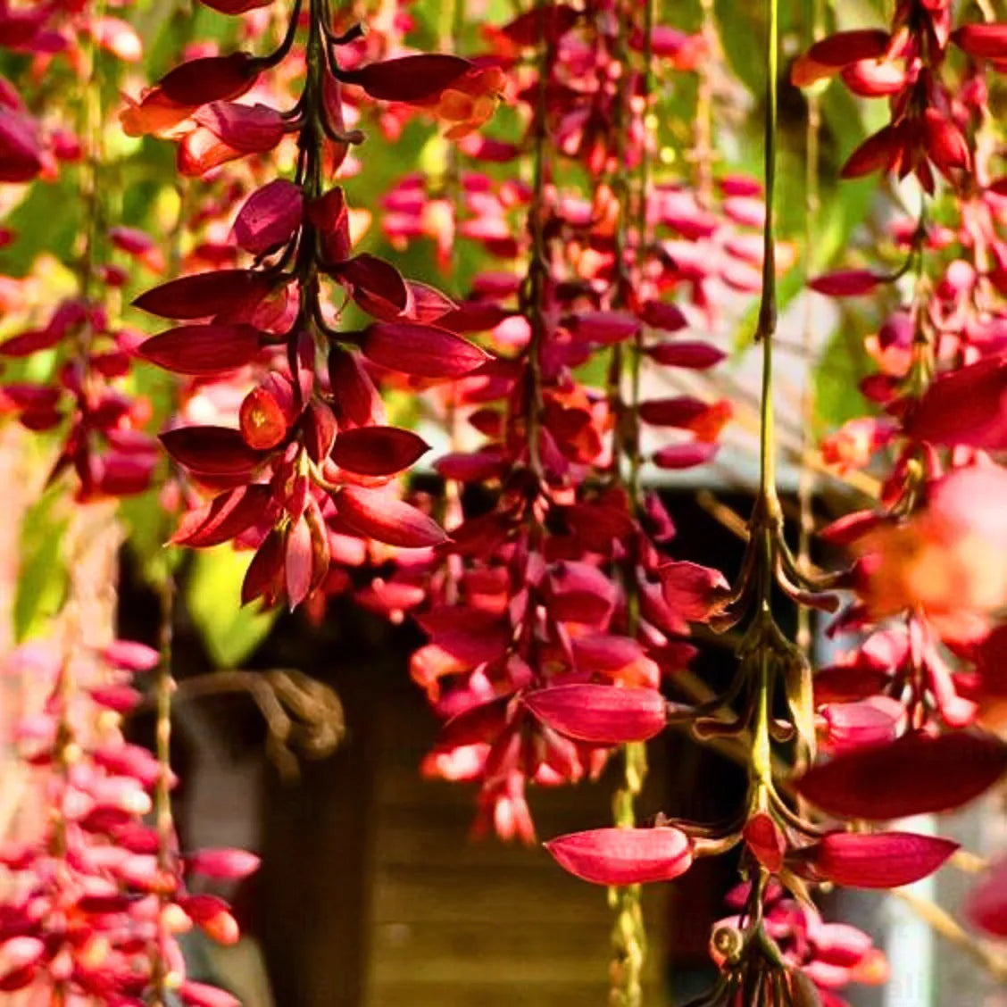 Thunbergia Coccinea Seeds - Planting Scarlet Flower For Vibrant Gardens