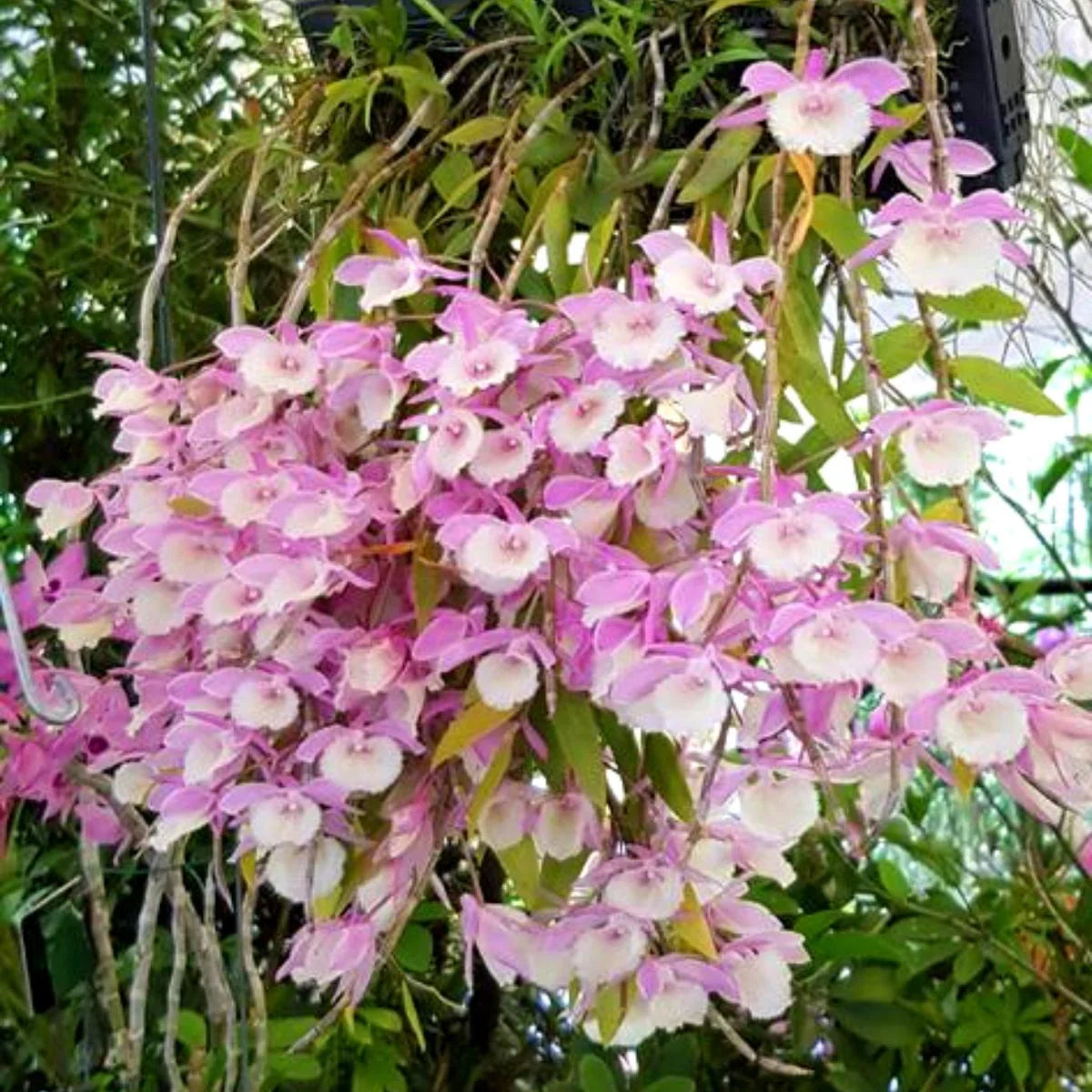 Dendrobium (Dendrobium Aphyllum) seeds for planting in home garden