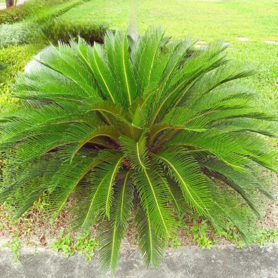 Unique Green Sago Cycas Plant Seeds For Easy Planting Seeds