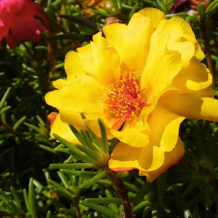 Portulaca (Portulaca Grandiflora) seeds for planting in home garden
