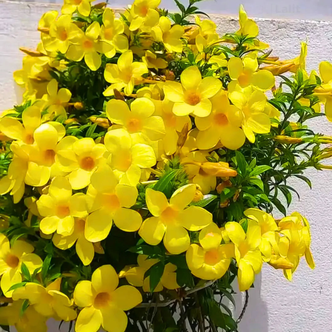 Allamanda Seeds: Plant For Vibrant Blooms Flower Seeds