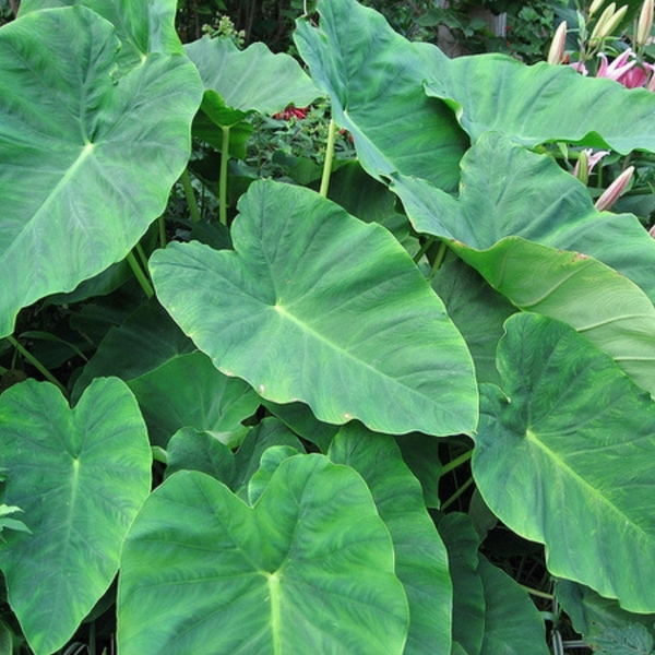 Colocasia Flower seeds for Planting Low Maintenance Heirloom & GMO Free Seeds for Home Garden 
 
 Sale for planting in home garden