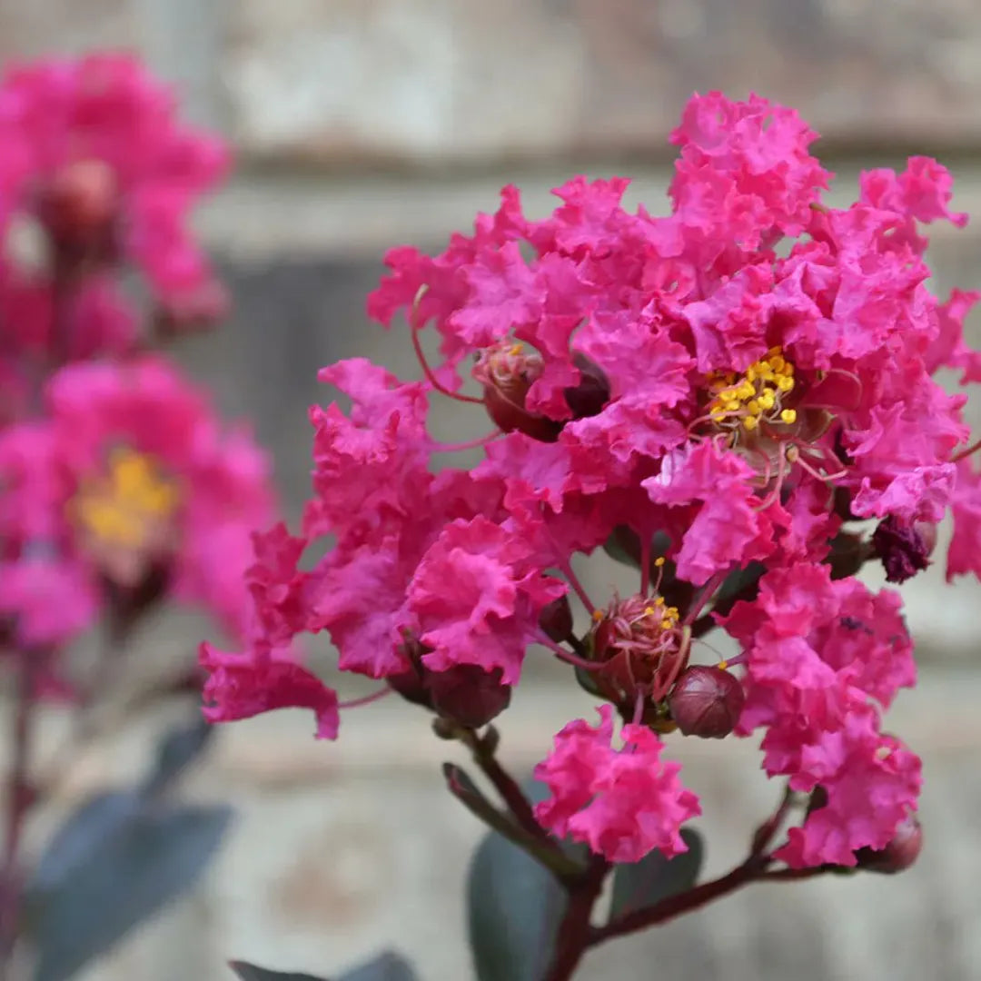 Pink Crape Myrtle Flower seeds for Planting Compact Growth Heirloom & GMO Free Seeds for Home Garden 
 
 Sale seeds for home garden planting