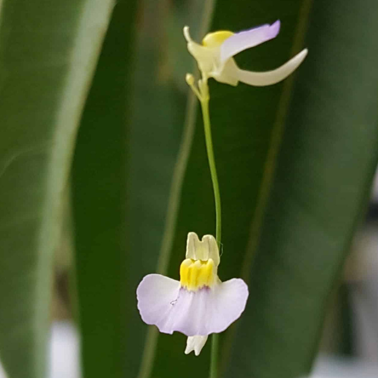 Utricularia Bisquamata Seeds for Planting