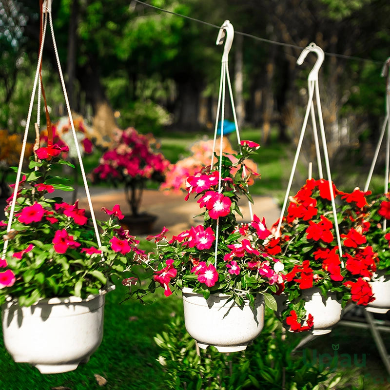 Vinca Heat Wave Raspberry Vinca Annual Raspberry Cooling Seeds – Vibrant Raspberry Flowers