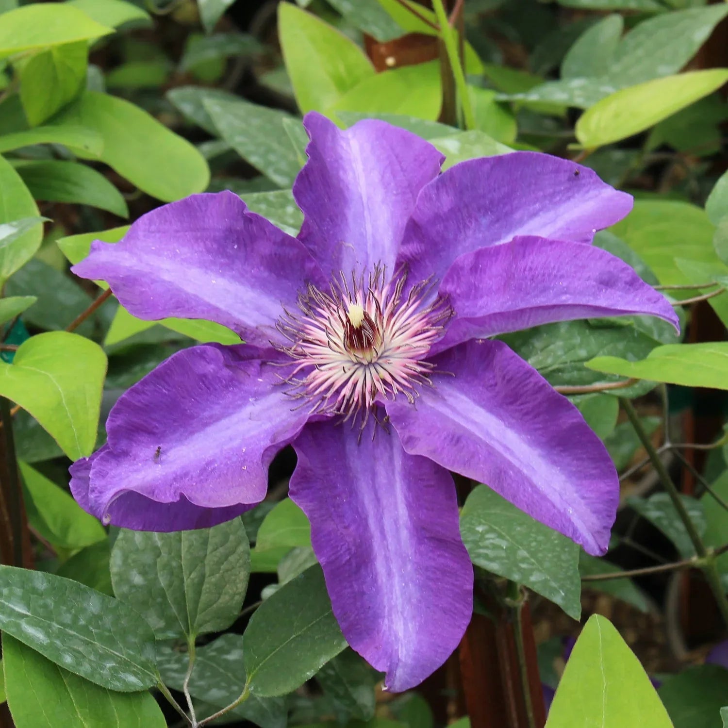 Clematis Flower Seeds For Planting - Climbing Beauty