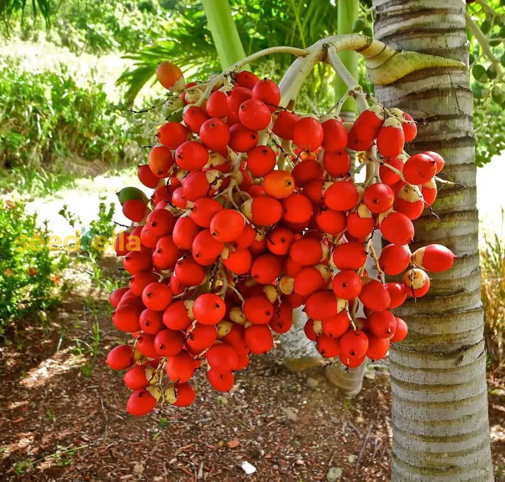 Veitchia Merrillii Fruit Seeds for planting and growing a majestic palm tree.