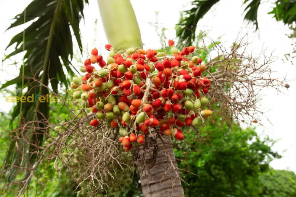 Plant Veitchia Merrillii Seeds for a beautiful and tropical garden palm.