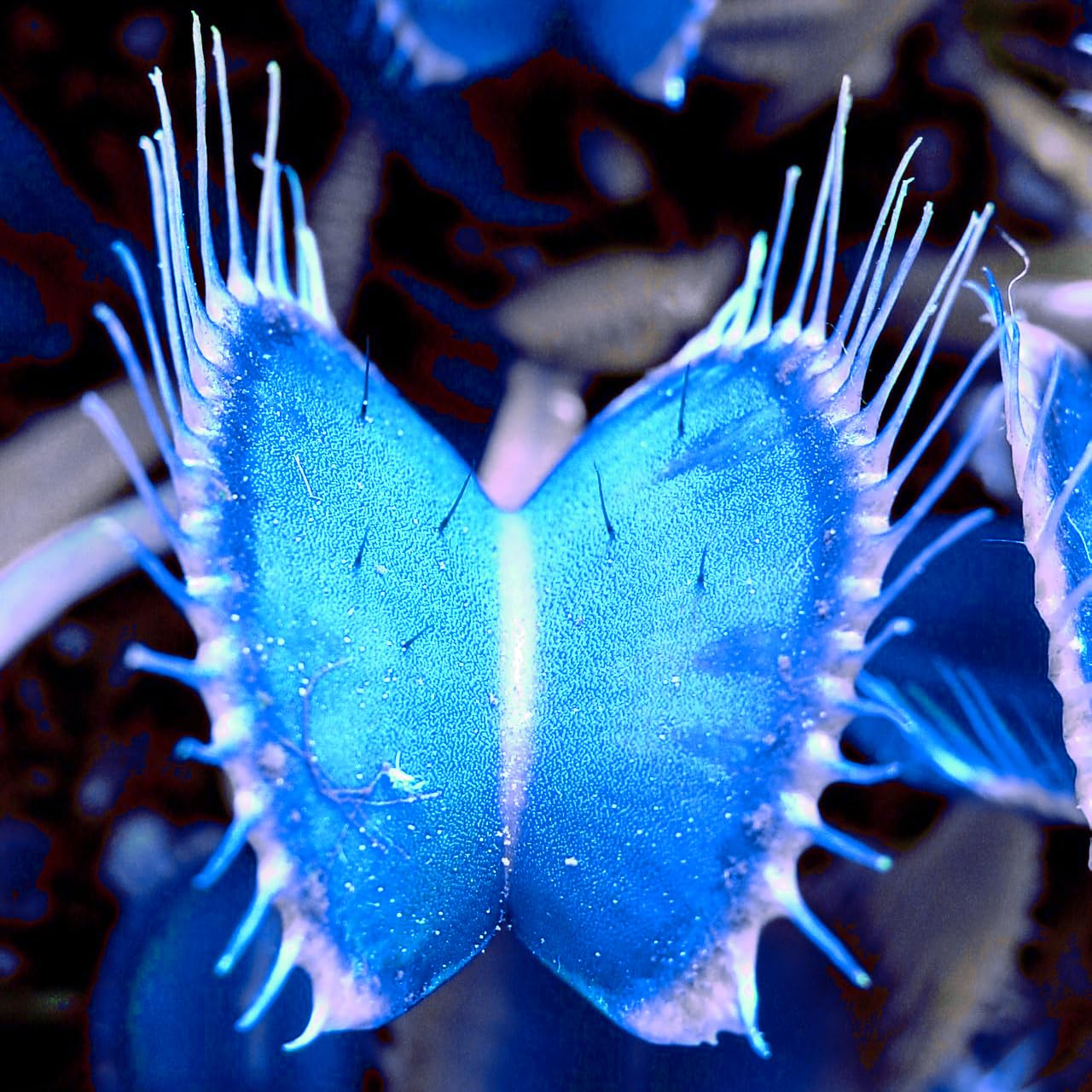 Non-GMO Venus Fly Trap seeds