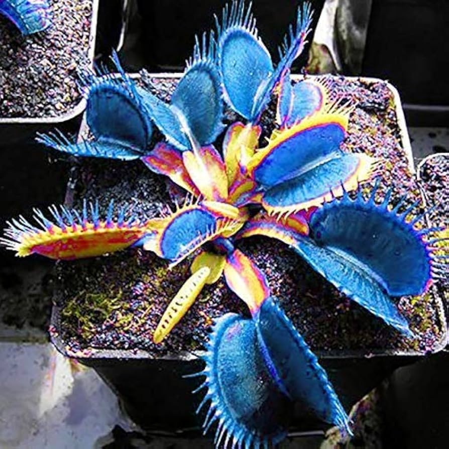 Venus Flytrap carnivorous plant