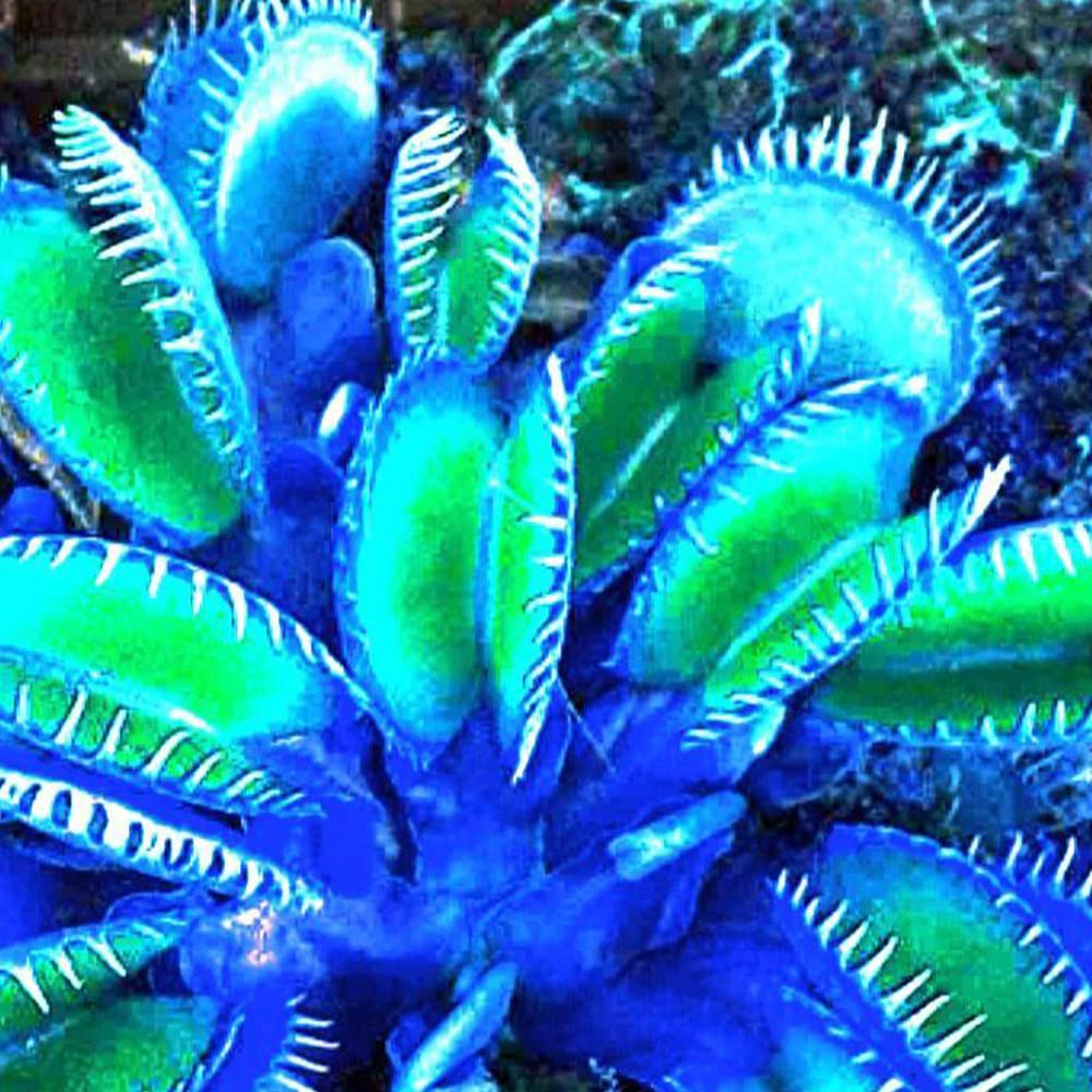 Blue Venus Fly Trap planting seeds for collectors