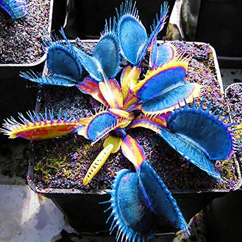 Non GMO Blue Venus Fly Trap seeds