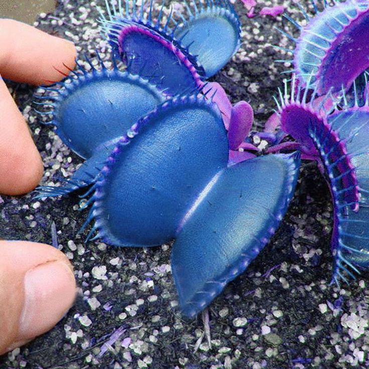 Blue Venus Fly Trap seeds for planting