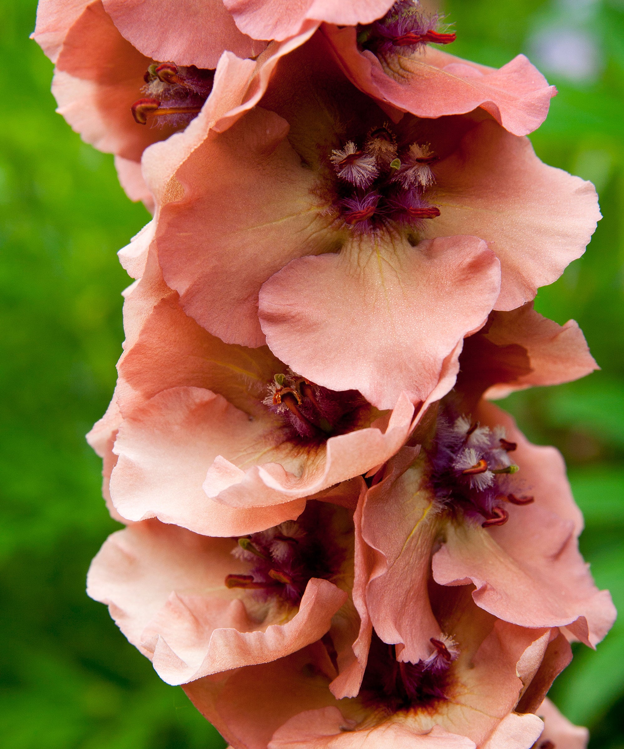 Antique rose Verbascum flowering seeds for gardens