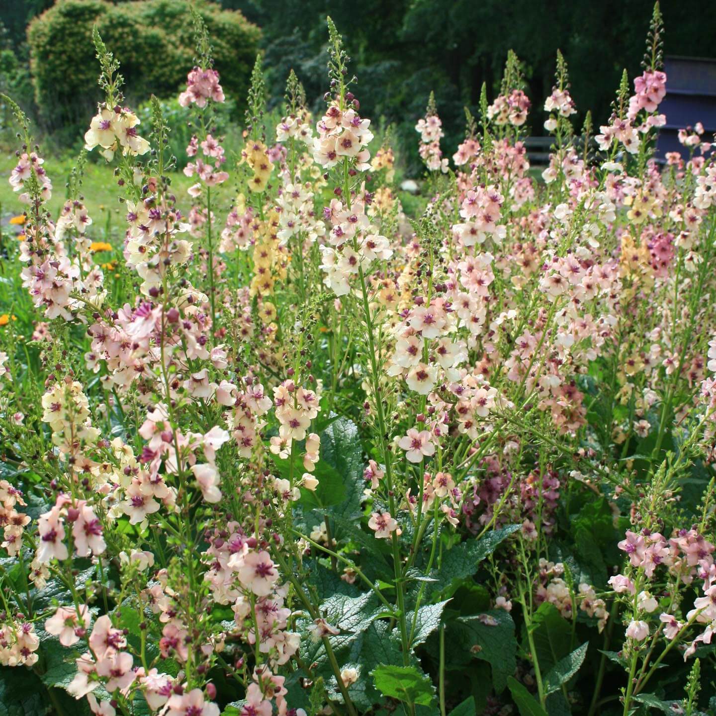 Non GMO Verbascum antique rose seeds