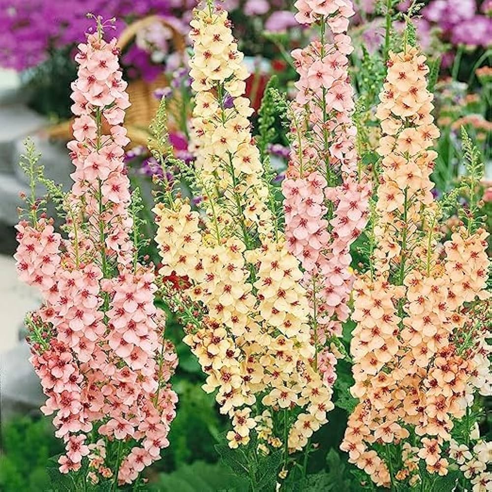 Antique rose Verbascum seeds for planting