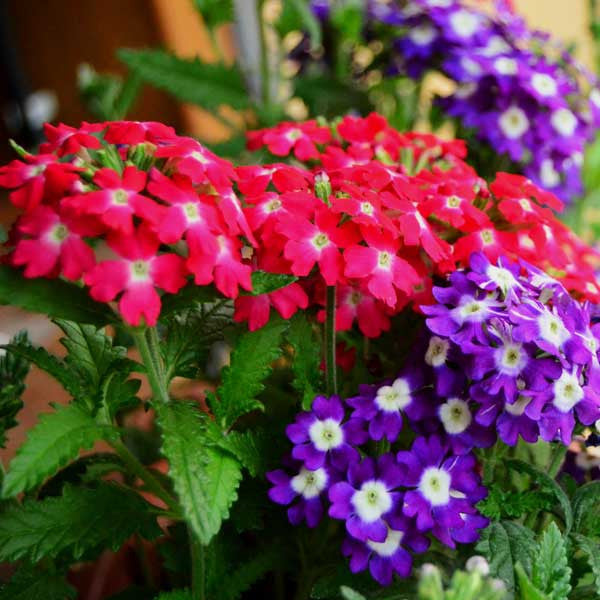 Mixed Verbena Flower Seeds For Beautiful Floral Arrangements