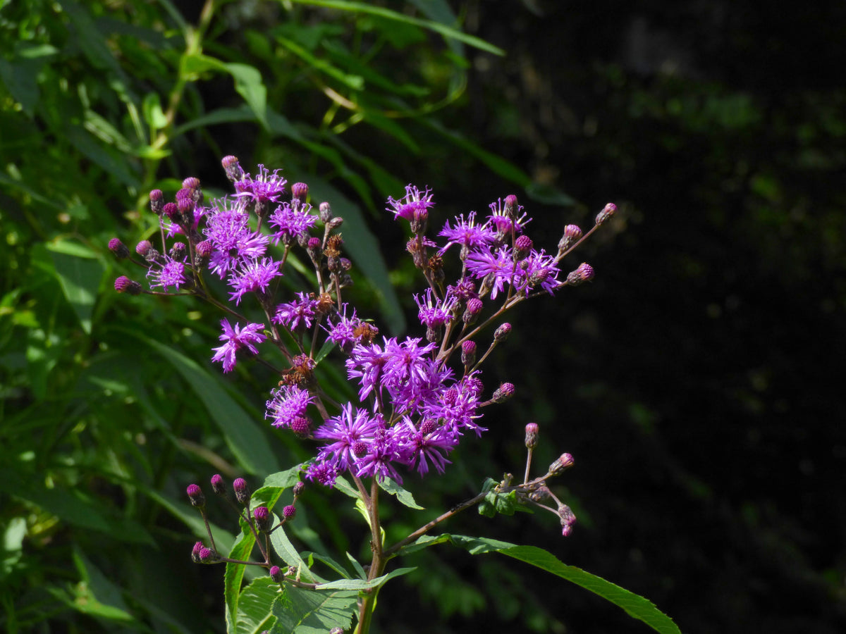 Vernonia (Vernonia Gigantea) seeds for planting in home garden