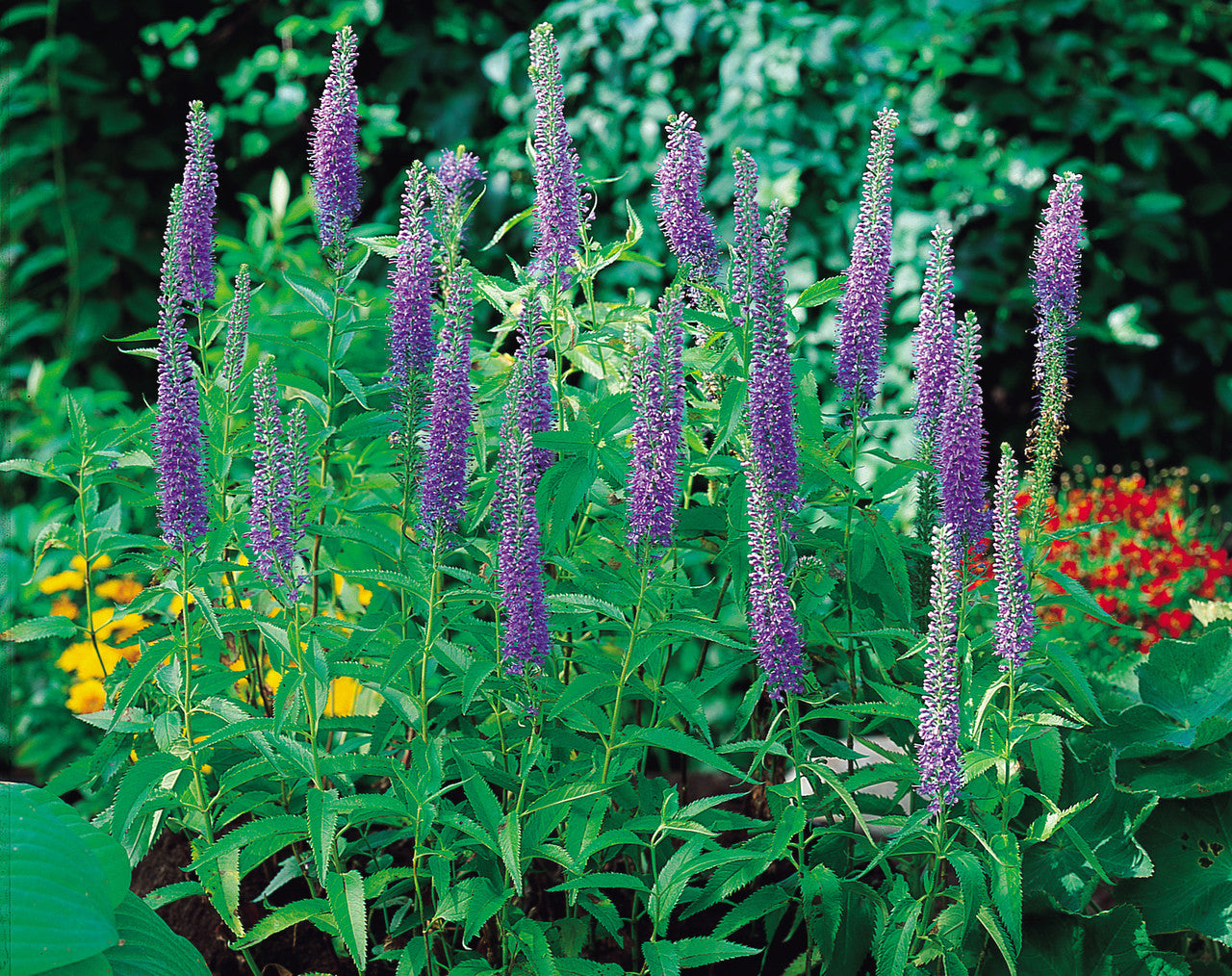 Ornamental Veronica Blue flowering plant