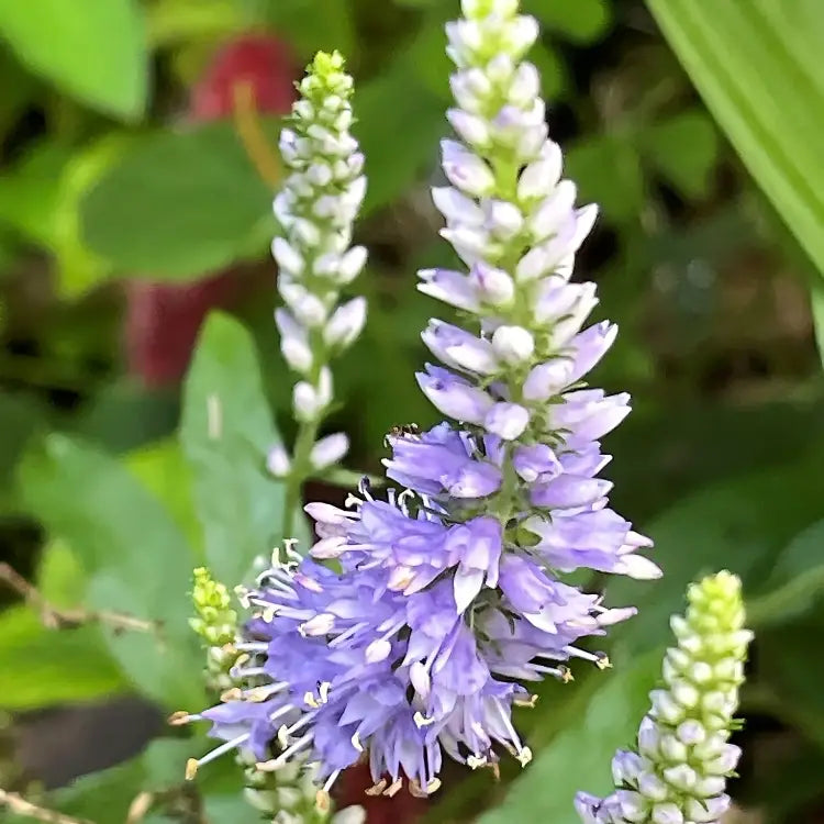 Purple Veronica Spicata Flower seeds for Planting Cottage Garden Essential Heirloom & GMO Free Seeds for Home Garden 
 
 Sale seeds for home garden planting