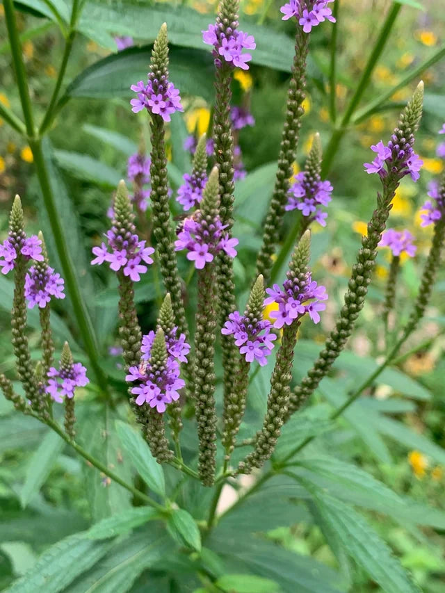Blue Vervain flowering seeds for natural gardens