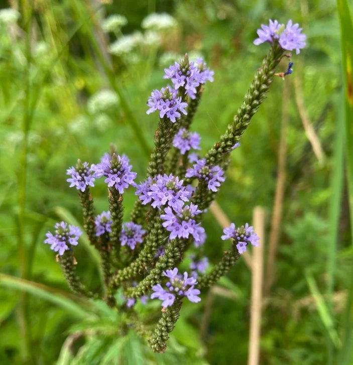 Ornamental Blue Vervain seeds for landscapes