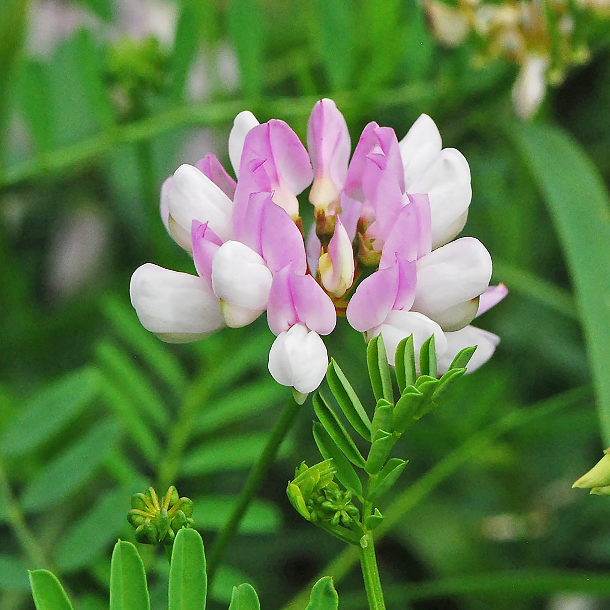 Non GMO Vetch Coronilla seeds