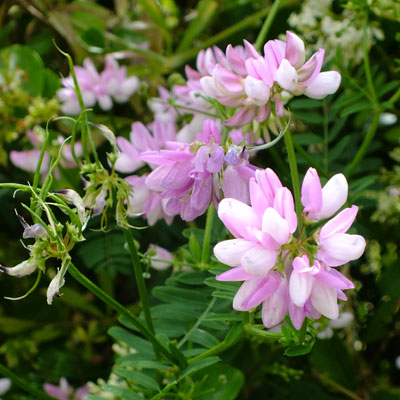Ornamental Vetch Coronilla flowering plant