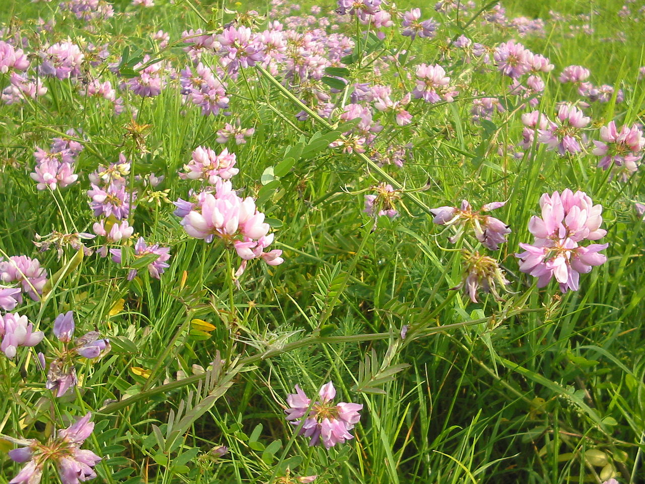 Vetch Coronilla in pollinator garden