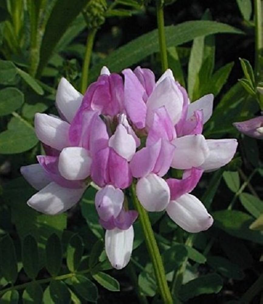 Vetch Coronilla planting seeds for growing flowers