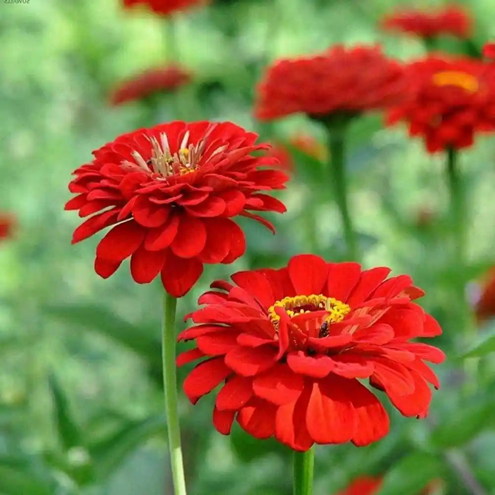 Vibrant Red Zinnia Garden Blooms