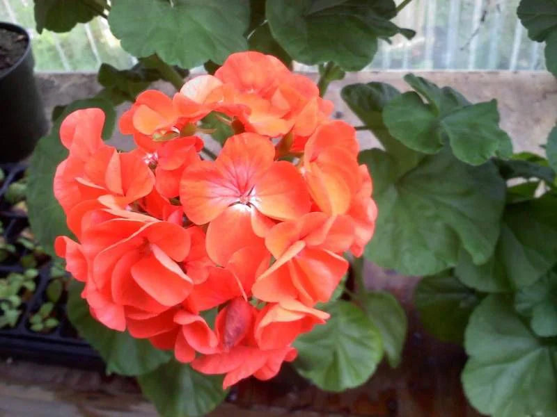 Univalve Geranium Flower Seeds For Planting In Orange And White - Seed Bright Cheerful Garden