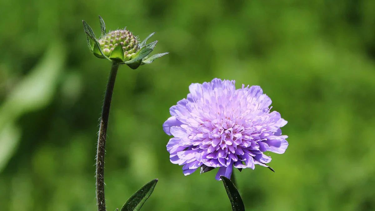 Scabiosa (Scabiosa Flower) seeds for planting in home garden