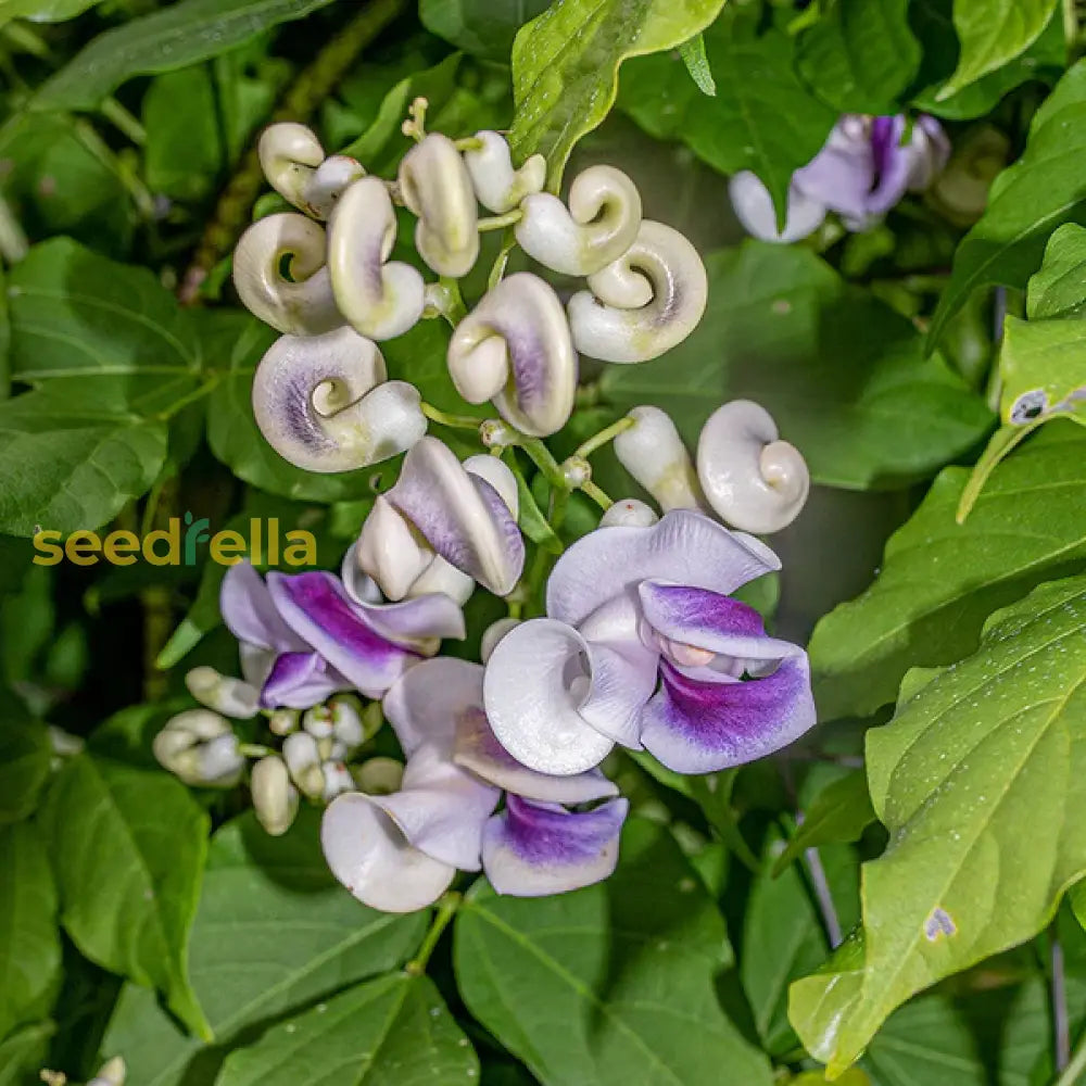 Vigna Caracalla climbing vine seeds for trellises