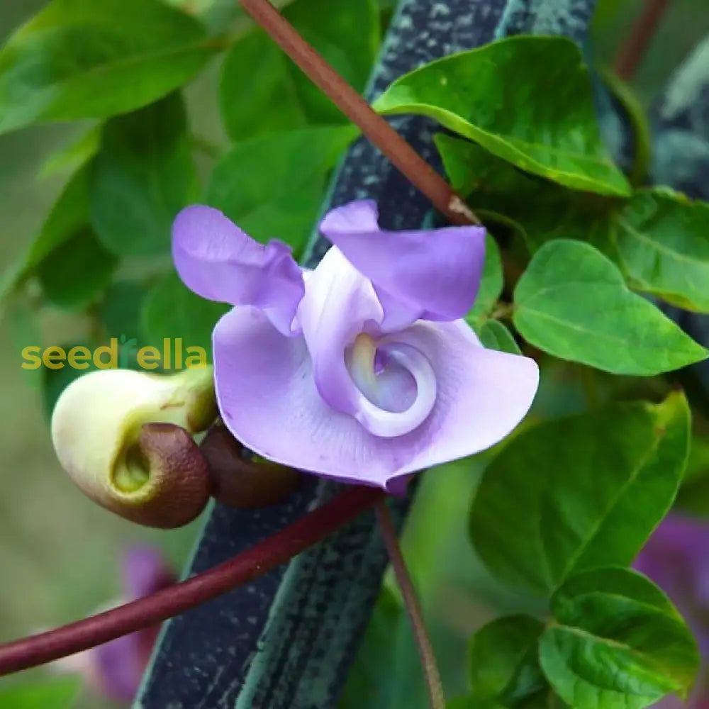 Vigna Caracalla seeds for planting spiral flowers