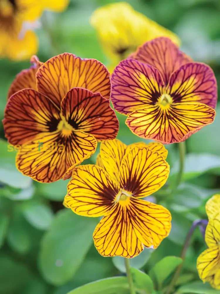 Mixed Tiger Viola flowering seeds for gardens