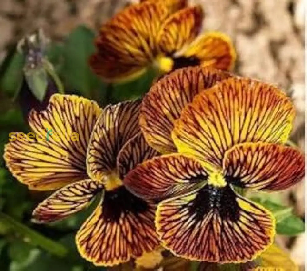 Non GMO Mixed Tiger Viola seeds