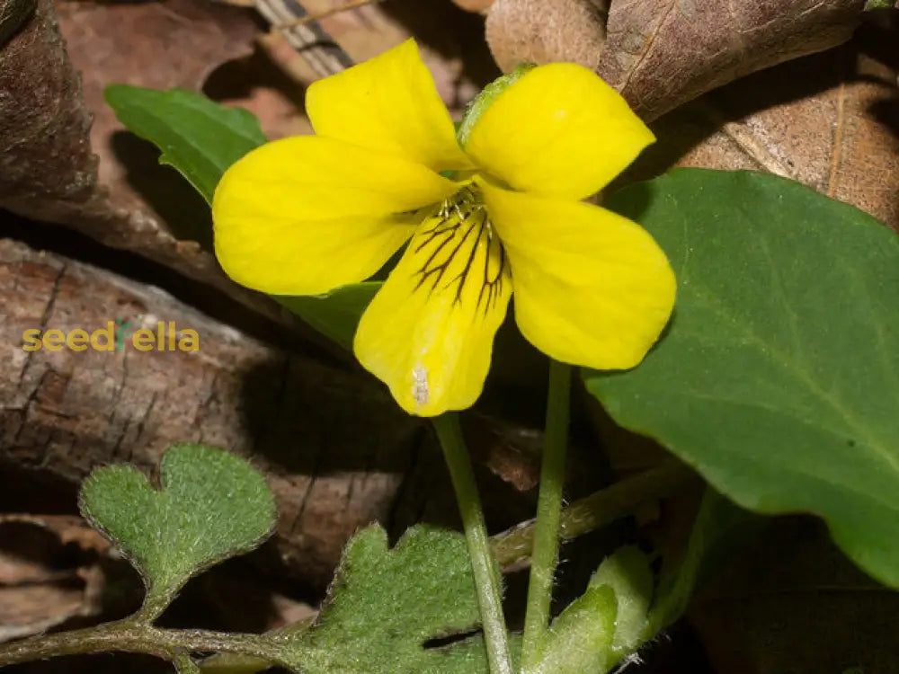 Non GMO Yellow Viola Pubescens seeds