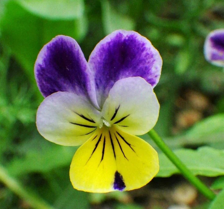 Ornamental Viola Tricolor seeds for borders