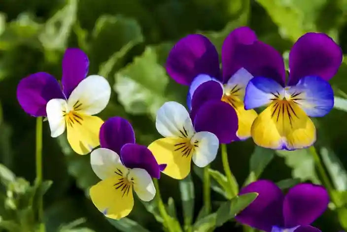Non GMO Viola Tricolor flower seeds